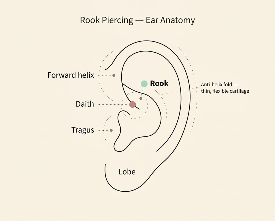Rook piercing anatomy diagram showing the anti-helix fold and nearby ear piercings including daith, tragus and forward helix